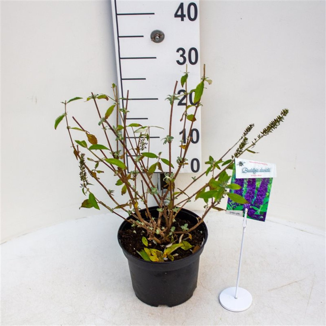 Buddleja d. 'Empire Blue' - C3 40-50 CM